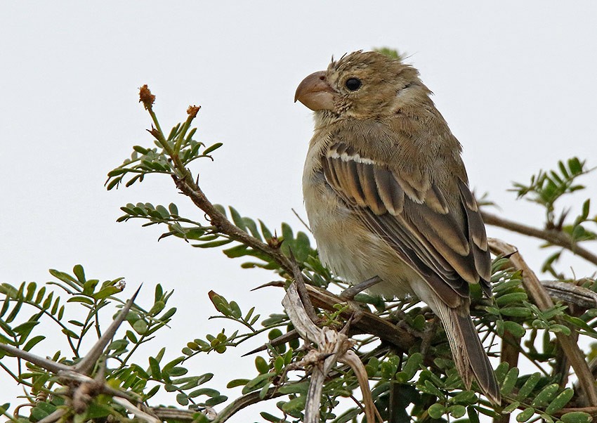 Parrot-billed Seedeater - Roger Ahlman