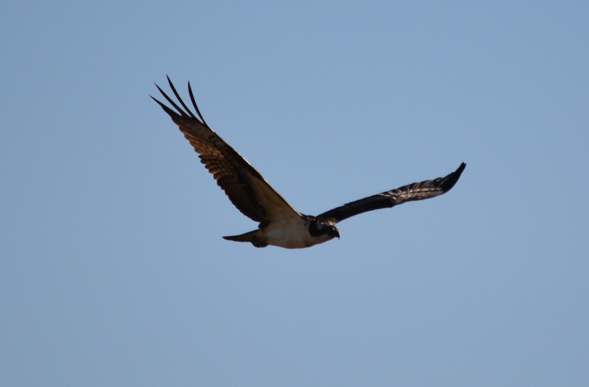 Osprey - ML73894931