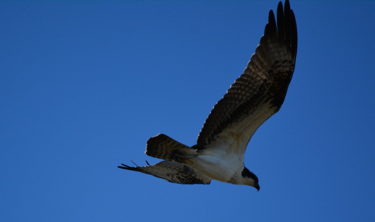 Osprey - ML73894941