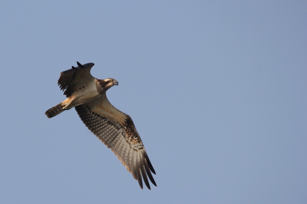 Osprey - Rohidas Revankar