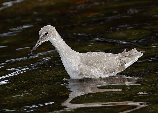 Willet (Western) - ML73895891