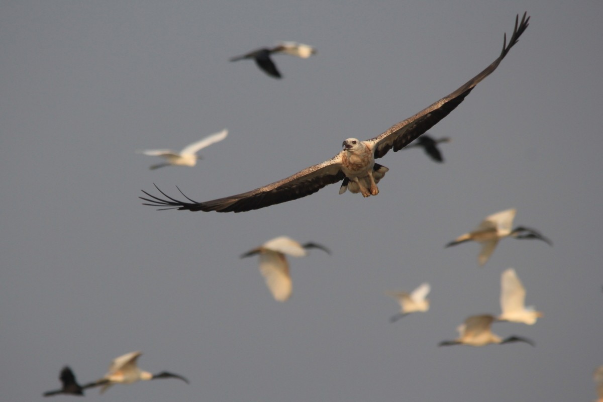 White-bellied Sea-Eagle - ML73896071