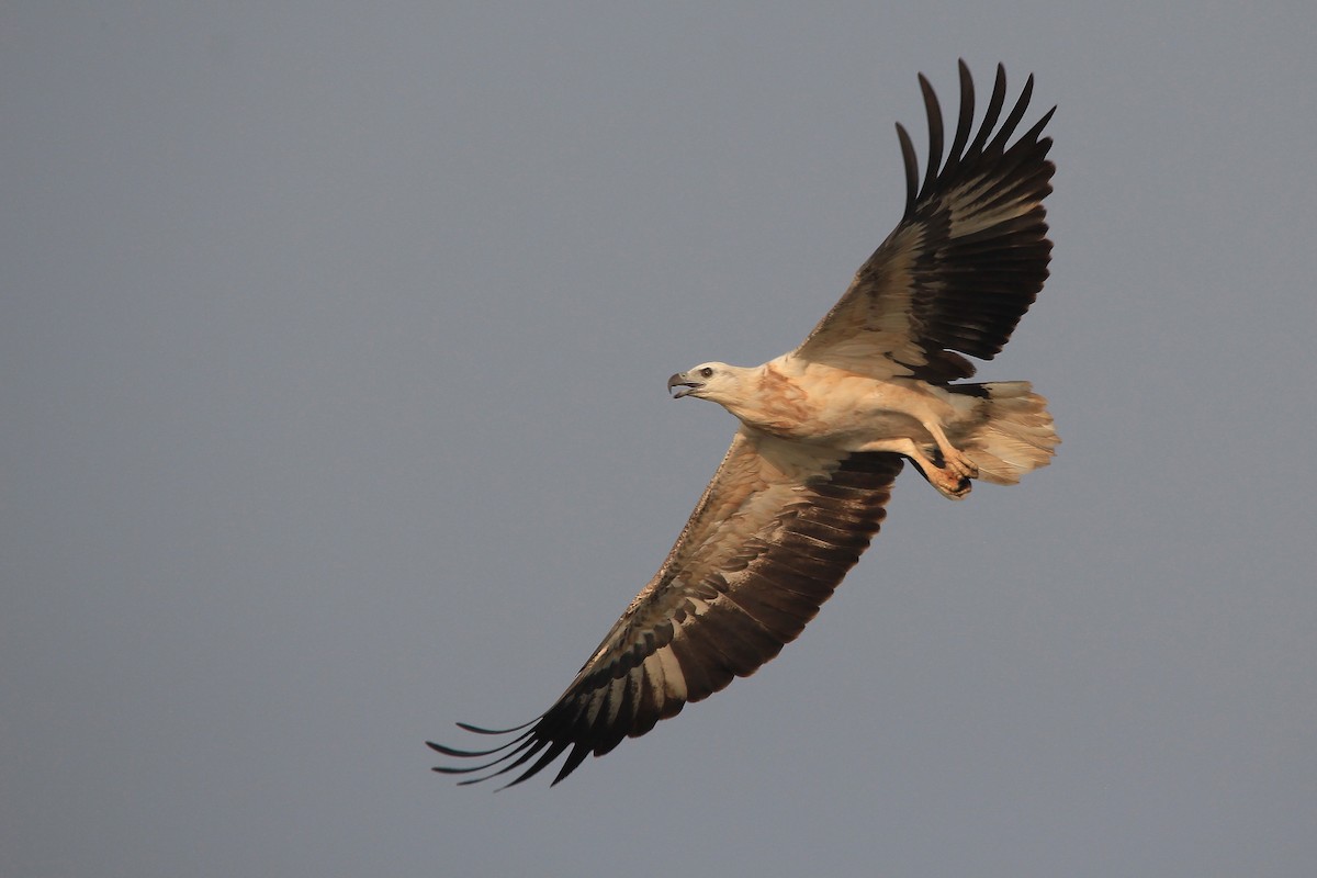 White-bellied Sea-Eagle - ML73896131