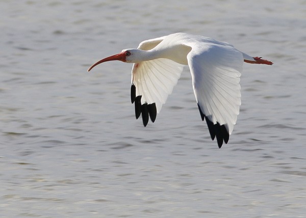 White Ibis - ML73896831