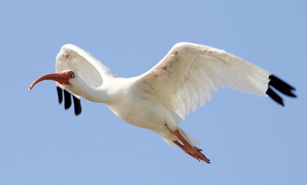 White Ibis - ML73896871