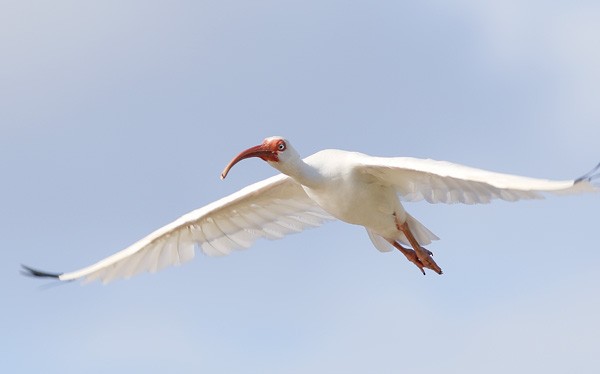 ibis bílý - ML73896881
