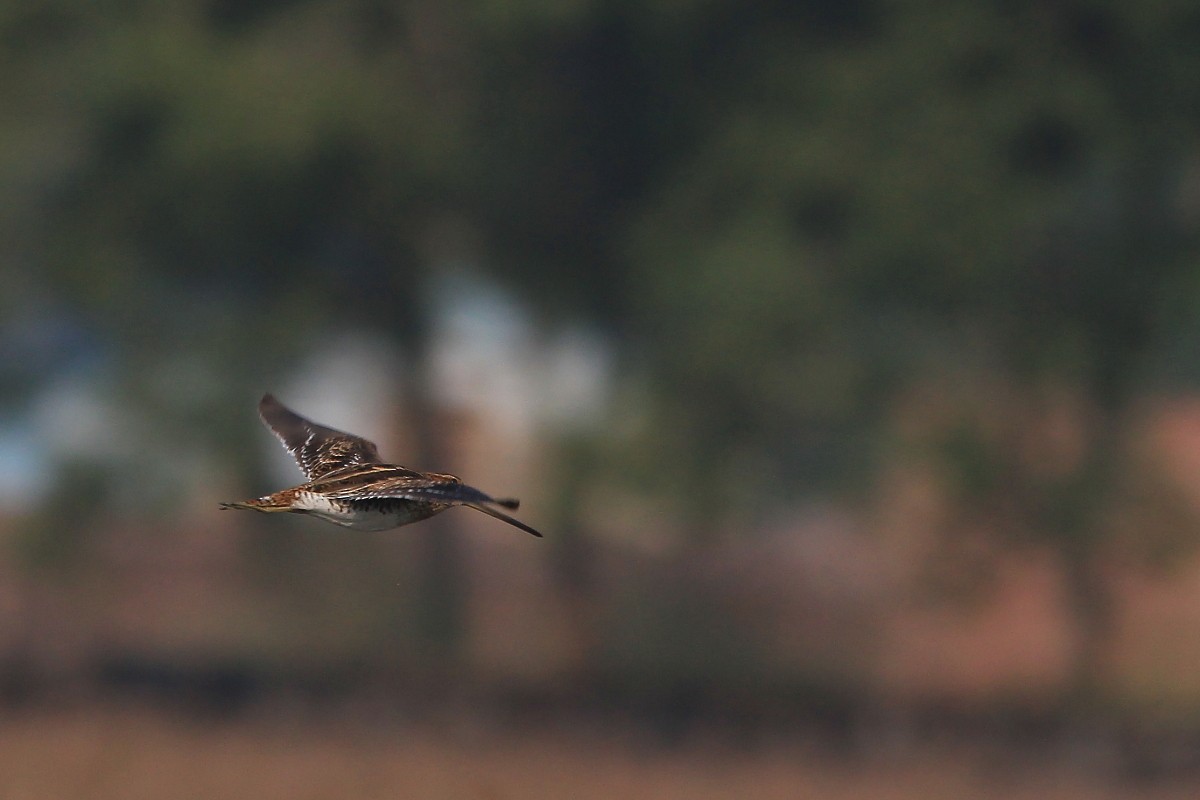 Common Snipe - ML73897031