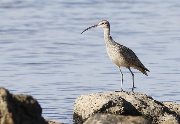 Whimbrel - Ted Keyel