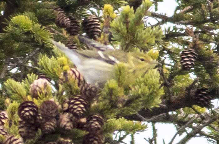 Blackpoll Warbler - ML73898321