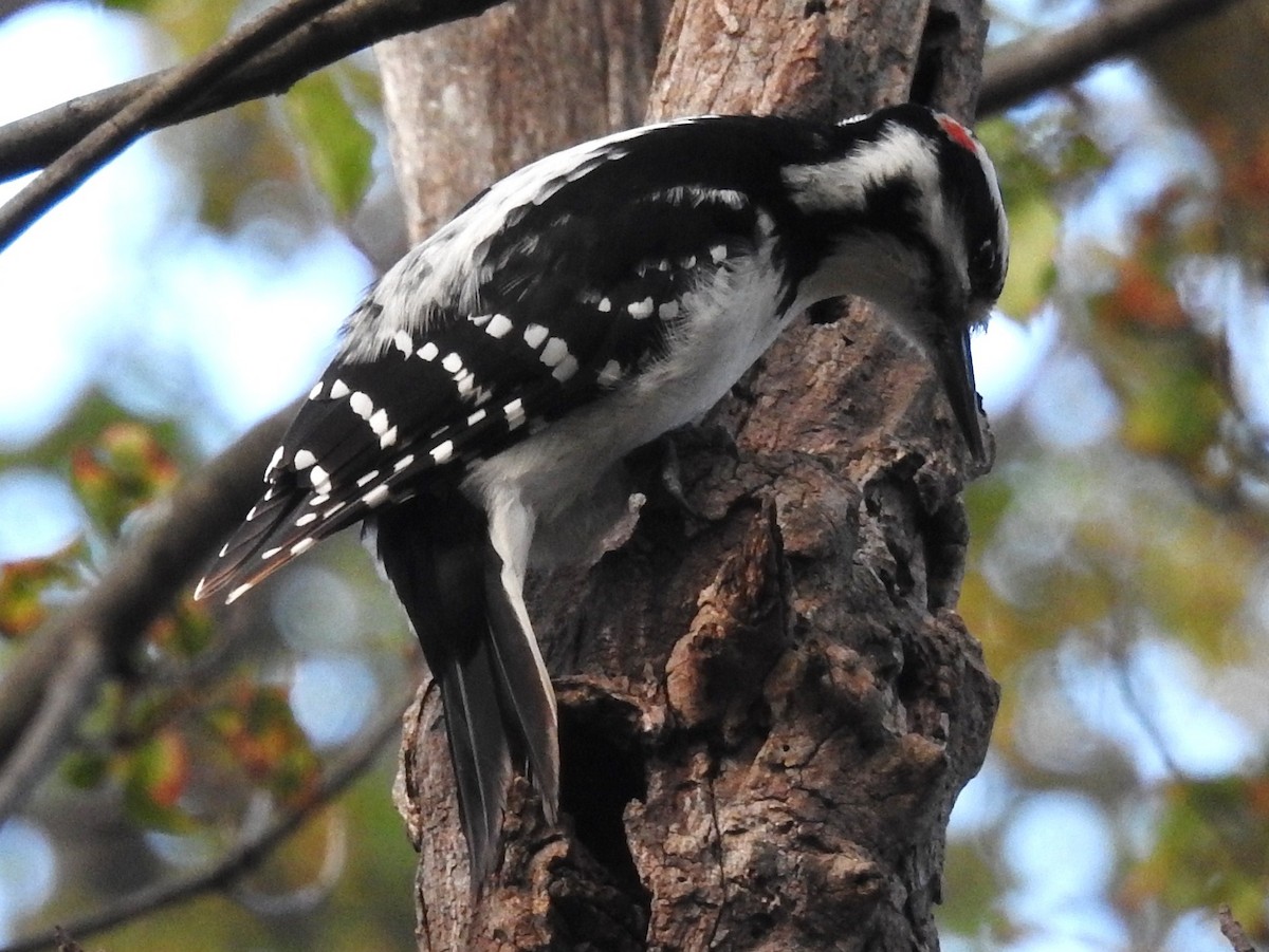 Hairy Woodpecker - ML73898891