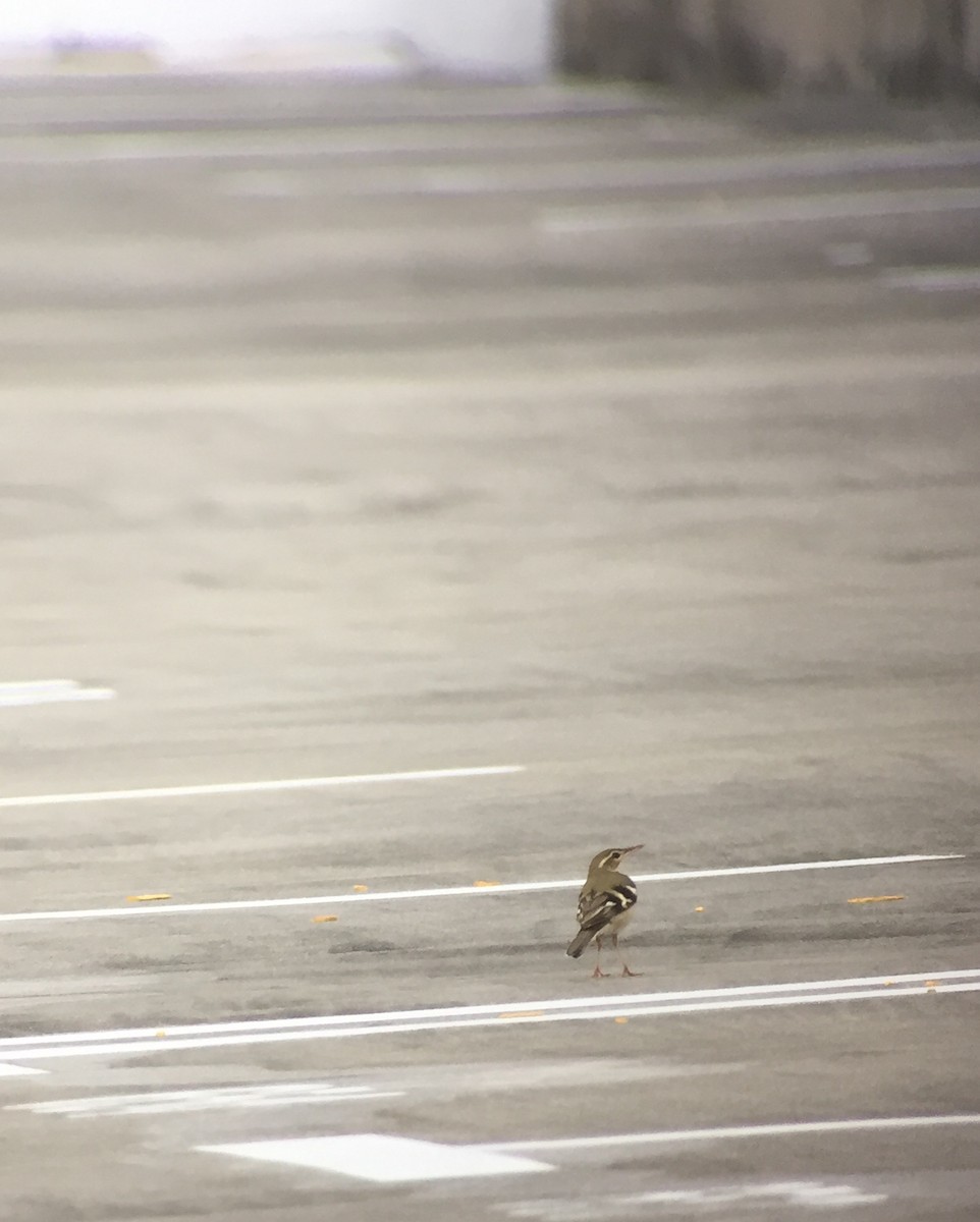 Forest Wagtail - ML73900351