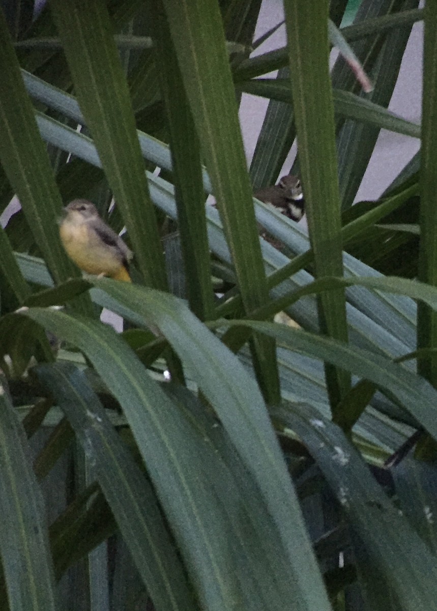 Forest Wagtail - ML73900381