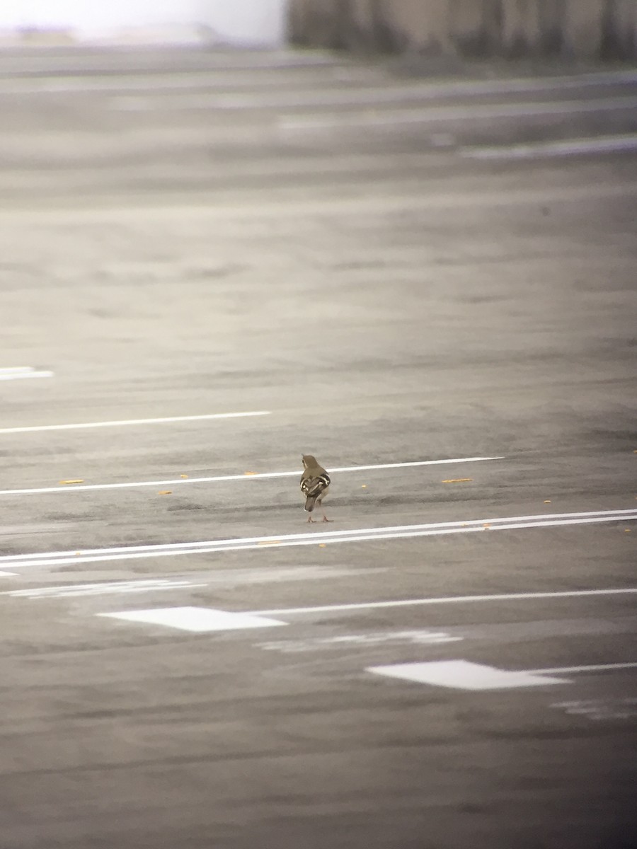 Forest Wagtail - ML73900391