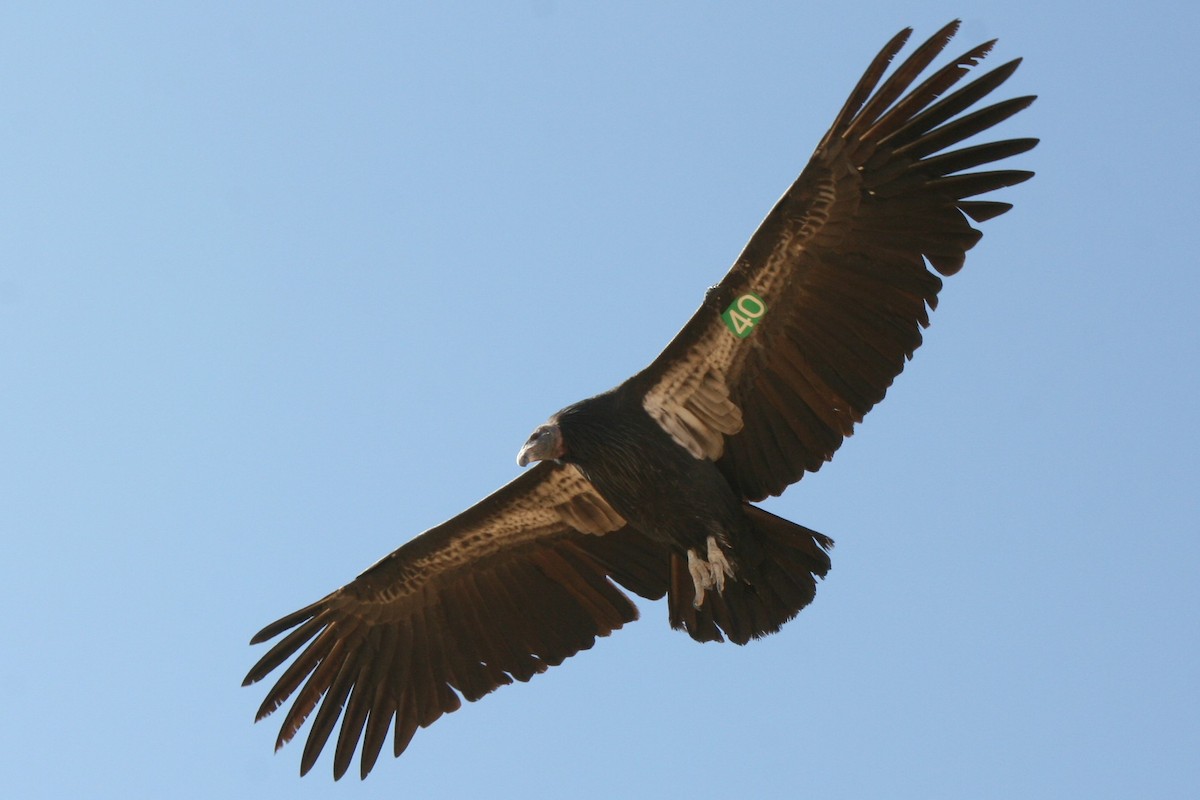 California Condor - Marie Barnidge-McIntyre