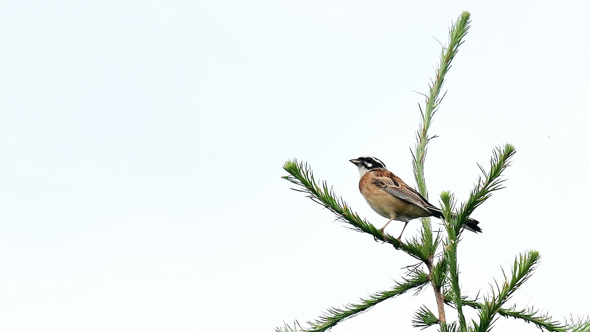 Meadow Bunting - ML73902471