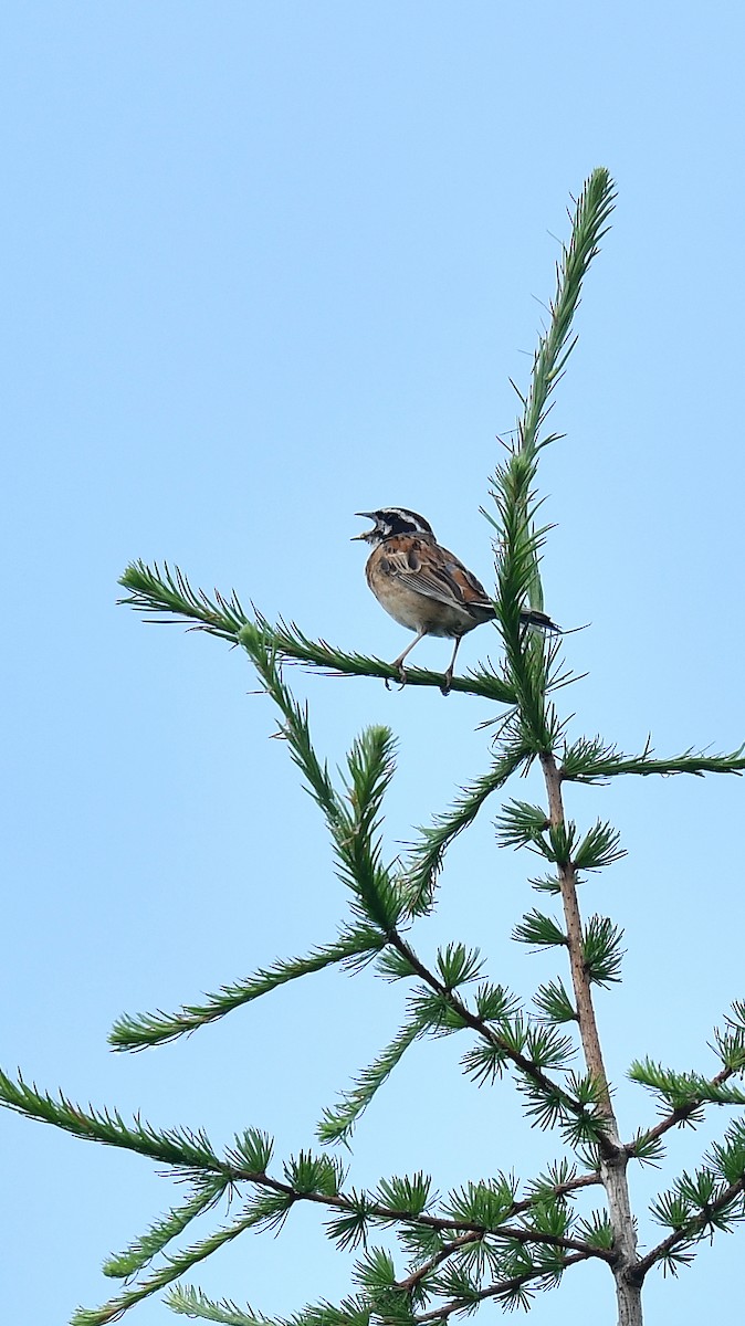Meadow Bunting - ML73902481