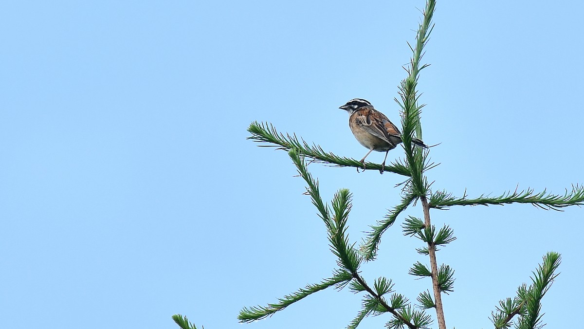 Meadow Bunting - ML73902491