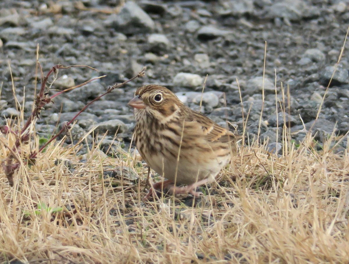 Vesper Sparrow - ML73903371