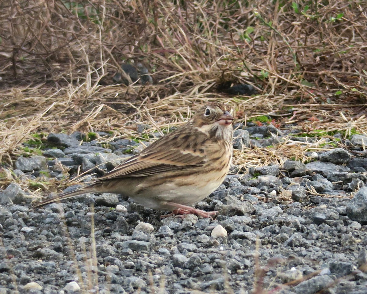 Vesper Sparrow - ML73903391