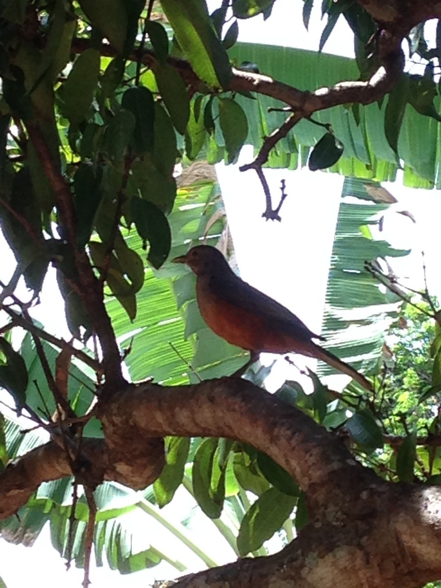 Rufous-bellied Thrush - ML73904121