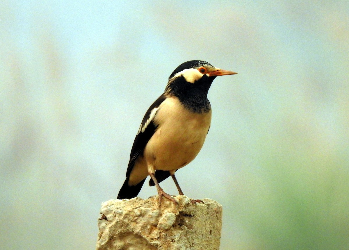 Indian Pied Starling - ML73904391