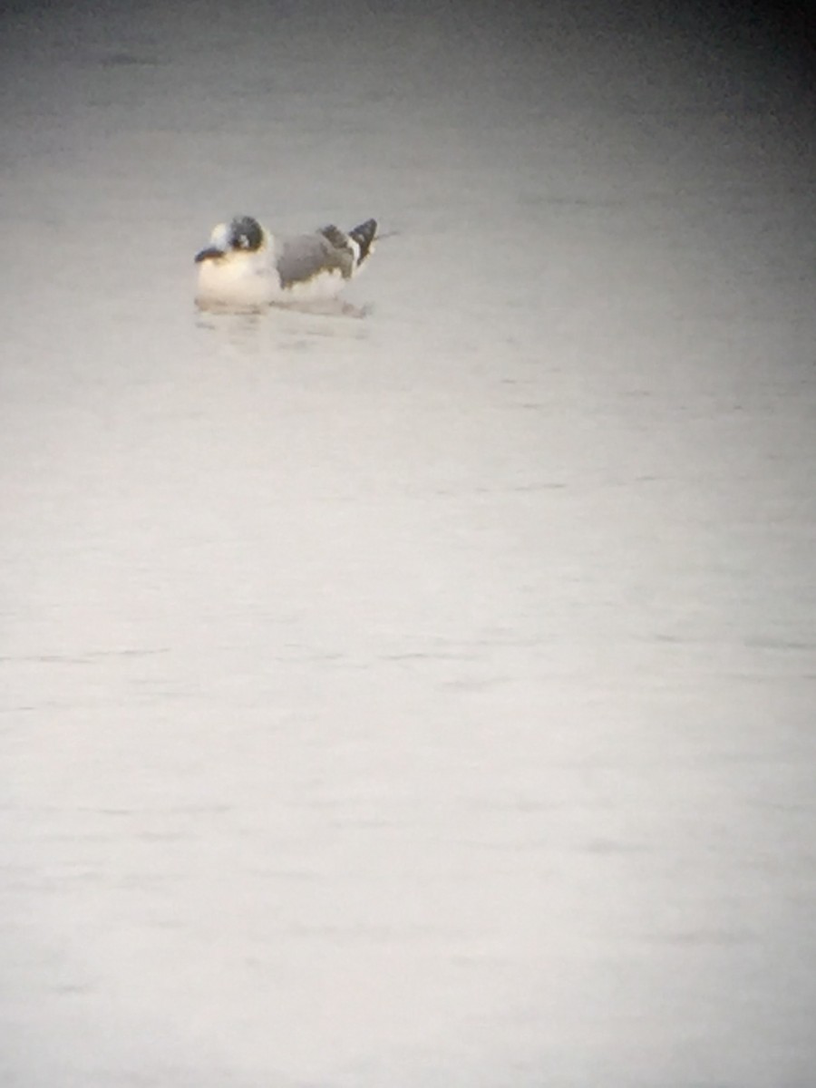 Franklin's Gull - Marcie  Jacklin