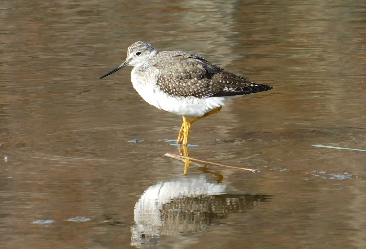 Greater Yellowlegs - Devin Johnstone