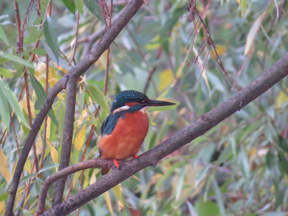 Common Kingfisher (Common) - ML73905241