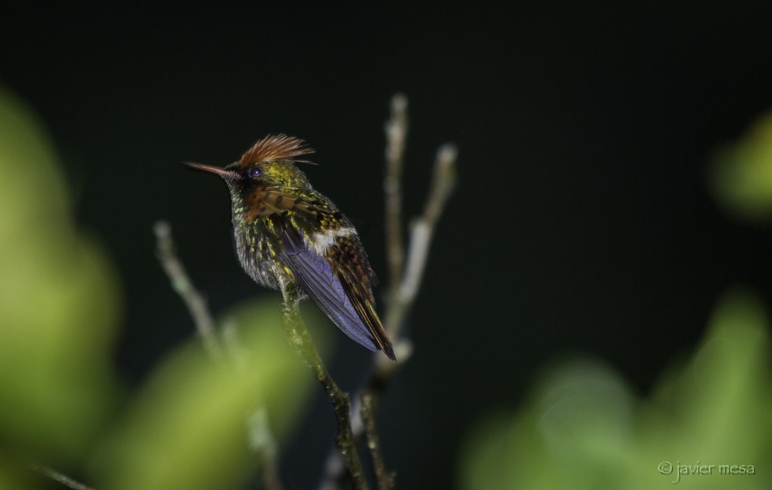 Tufted Coquette - ML73908001