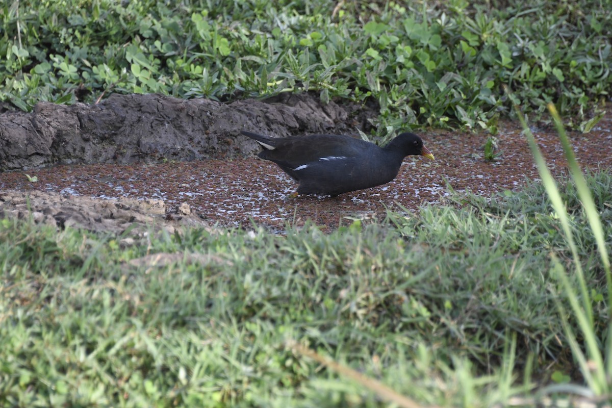 Eurasian Moorhen - Spencer Hardy