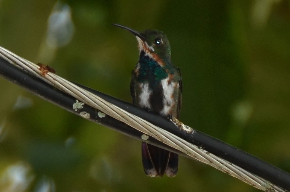 Green-breasted Mango - ML73911271