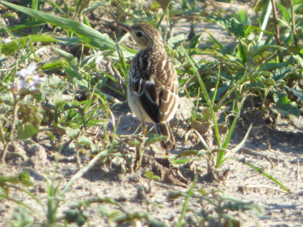 Yellowish Pipit - ML73912001