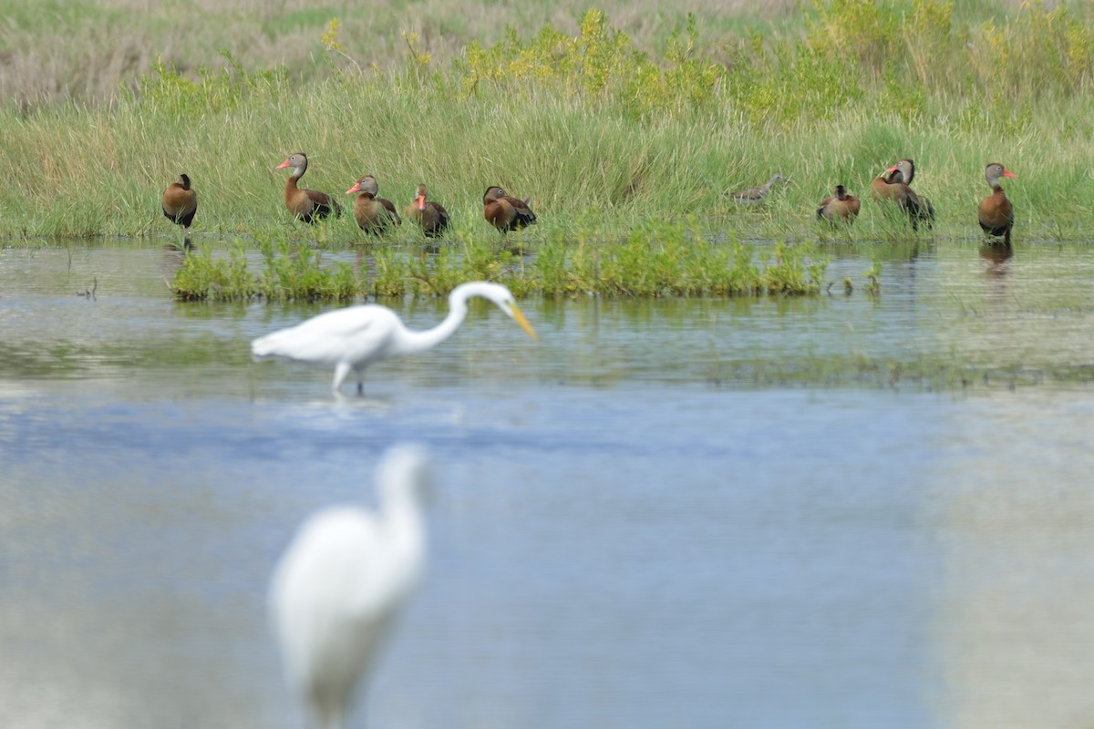 Black-bellied Whistling-Duck - ML73912111