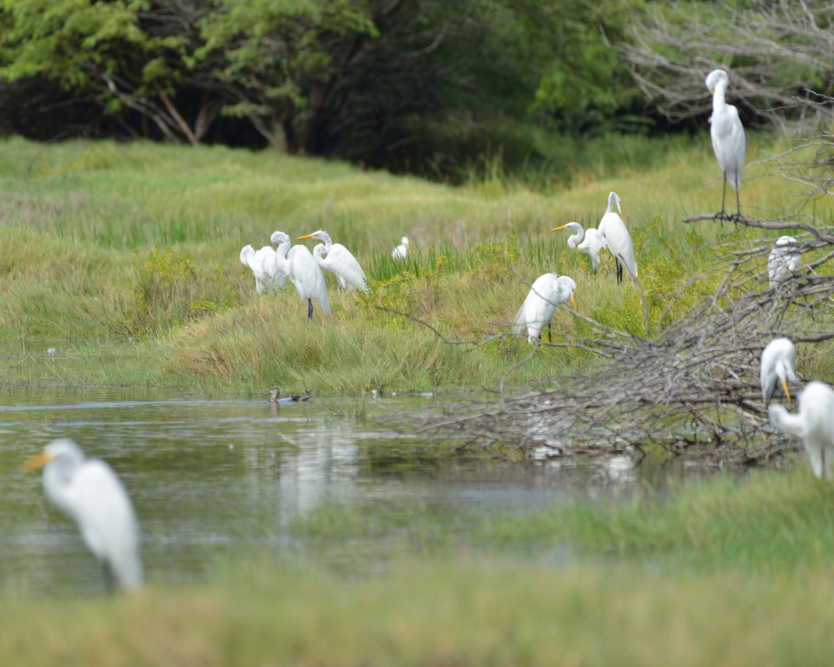 Great Egret - ML73912121