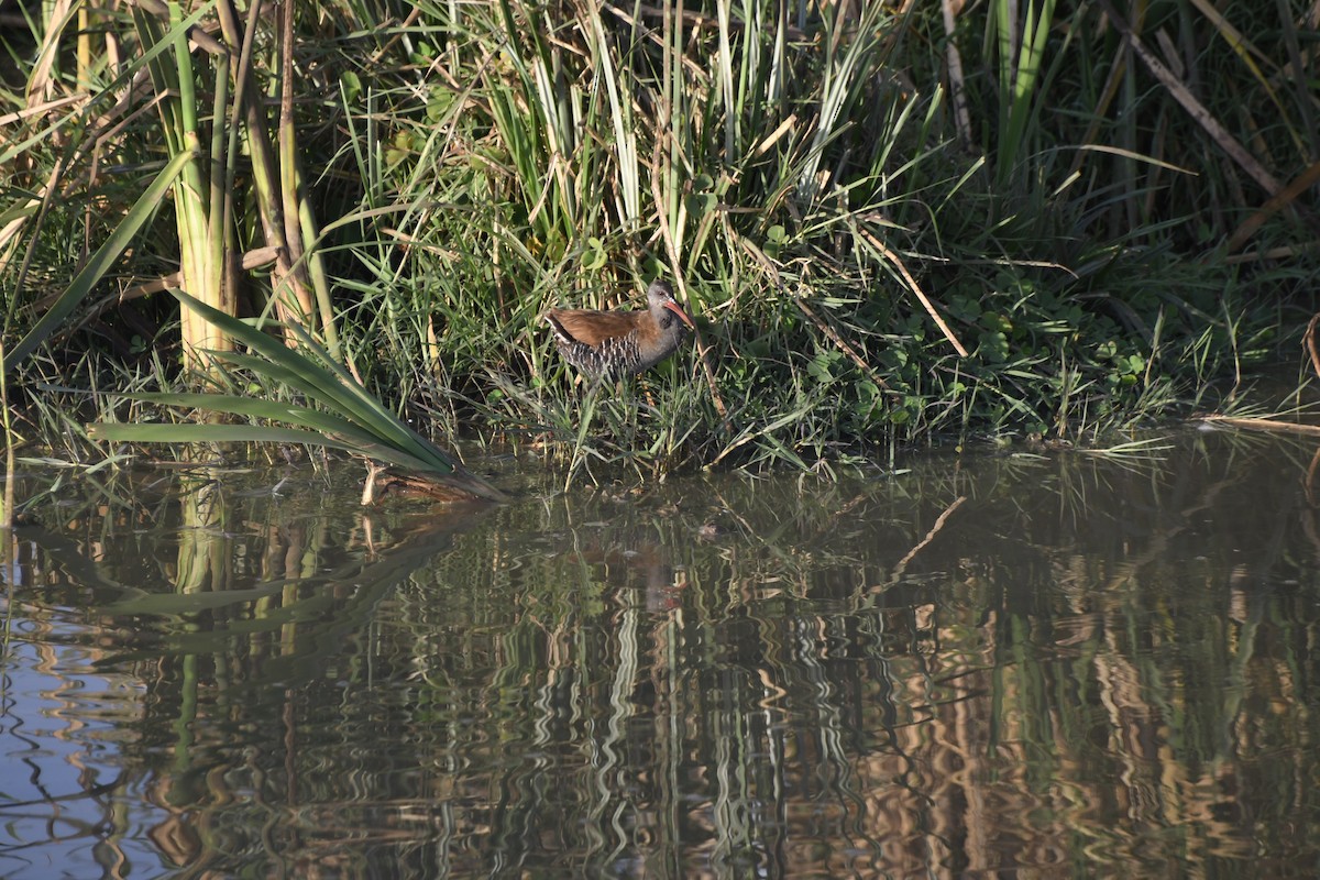 African Rail - ML73912211