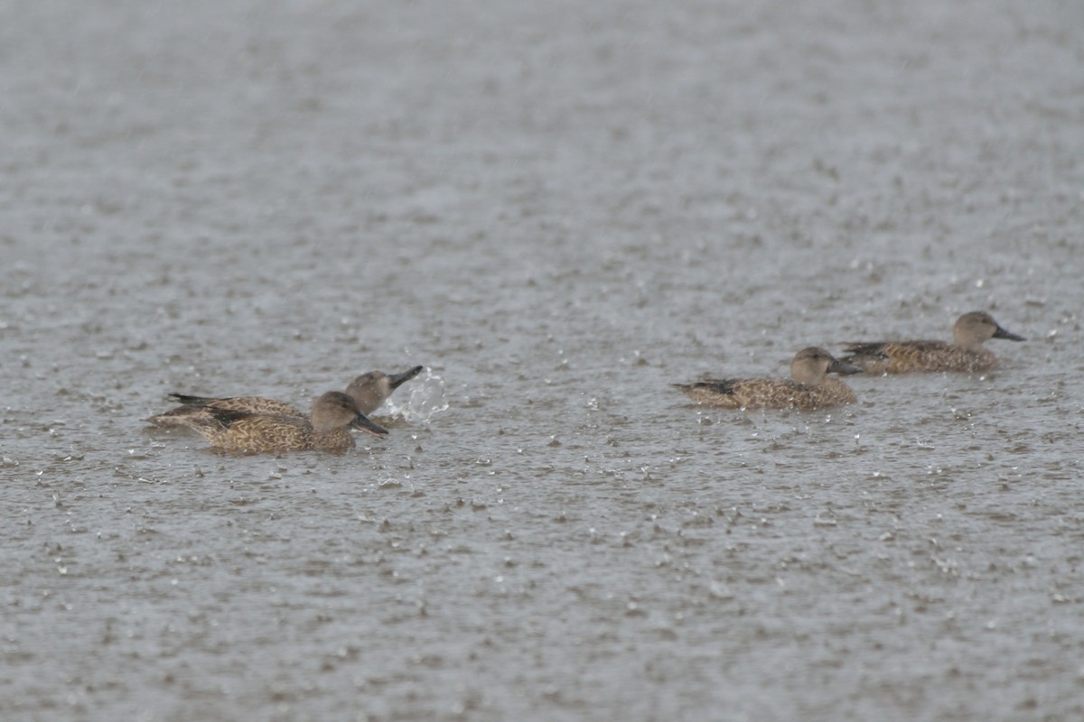 Blue-winged Teal - ML73913111