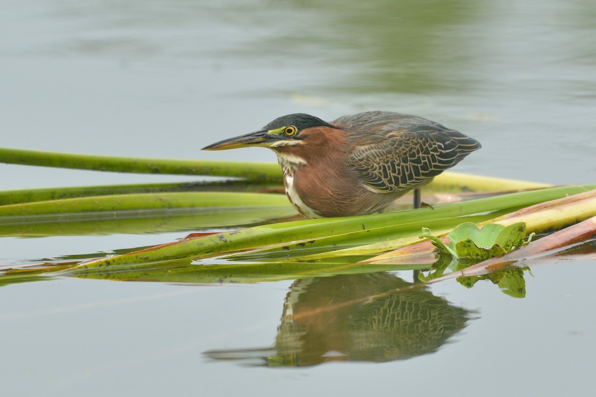 Green Heron - ML73913201