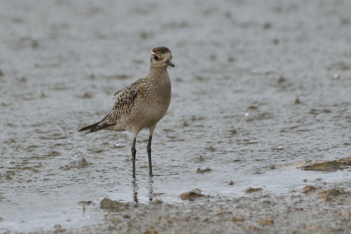 American Golden-Plover - ML73913221