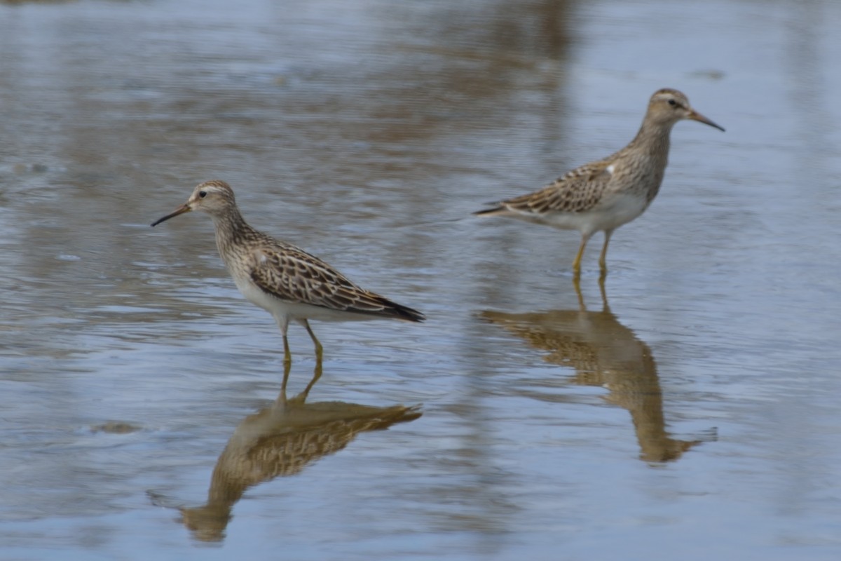 Pectoral Sandpiper - ML73913271