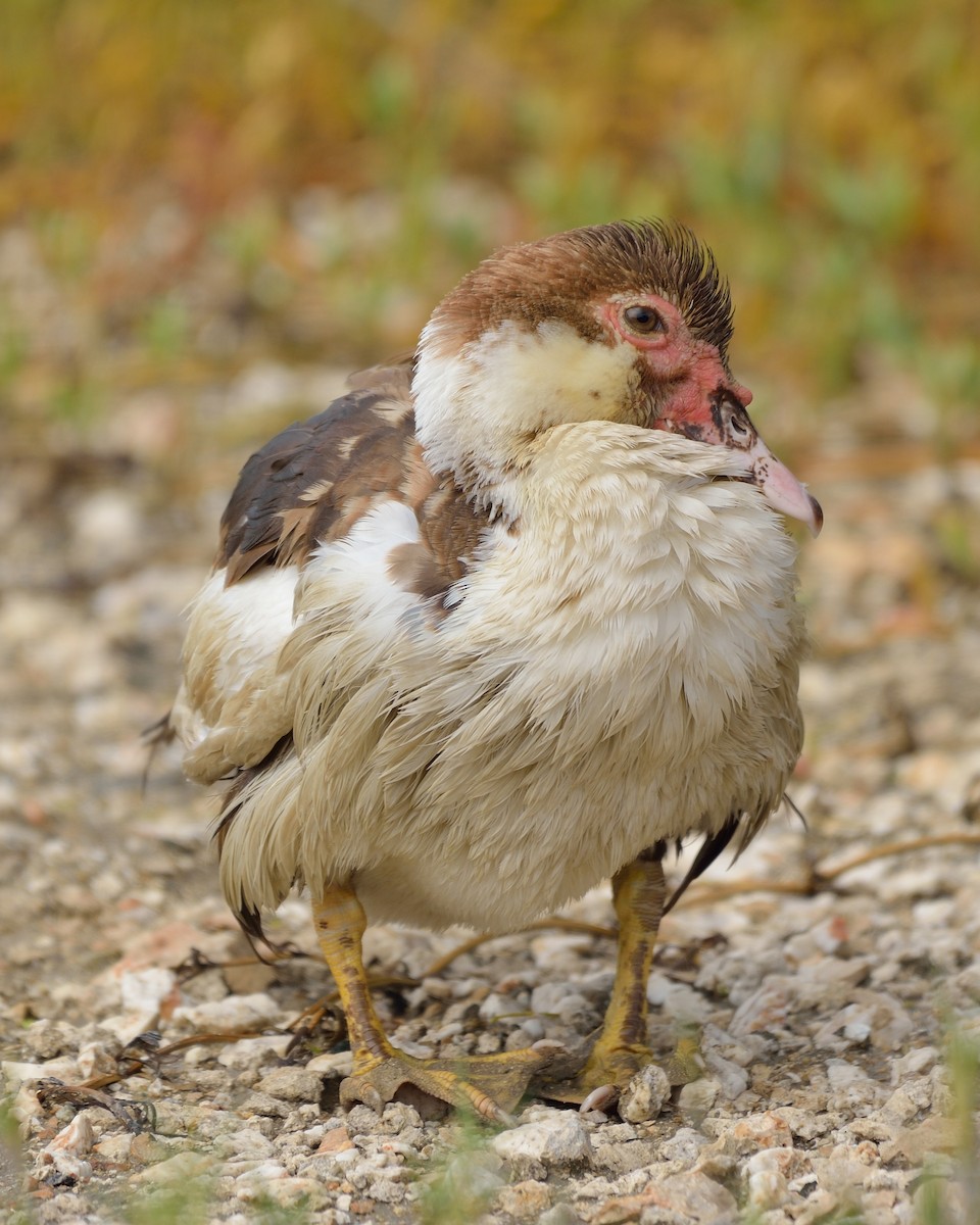 Muscovy Duck (Domestic type) - Michiel Oversteegen