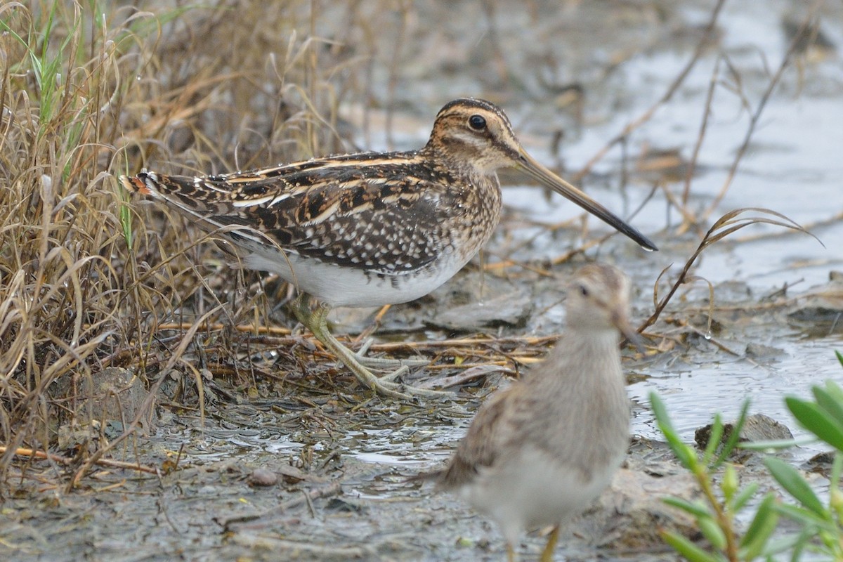 Wilson's Snipe - ML73913321