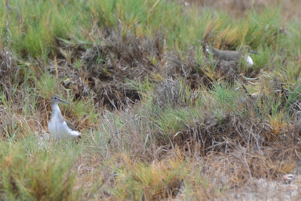 Spotted Sandpiper - ML73913341