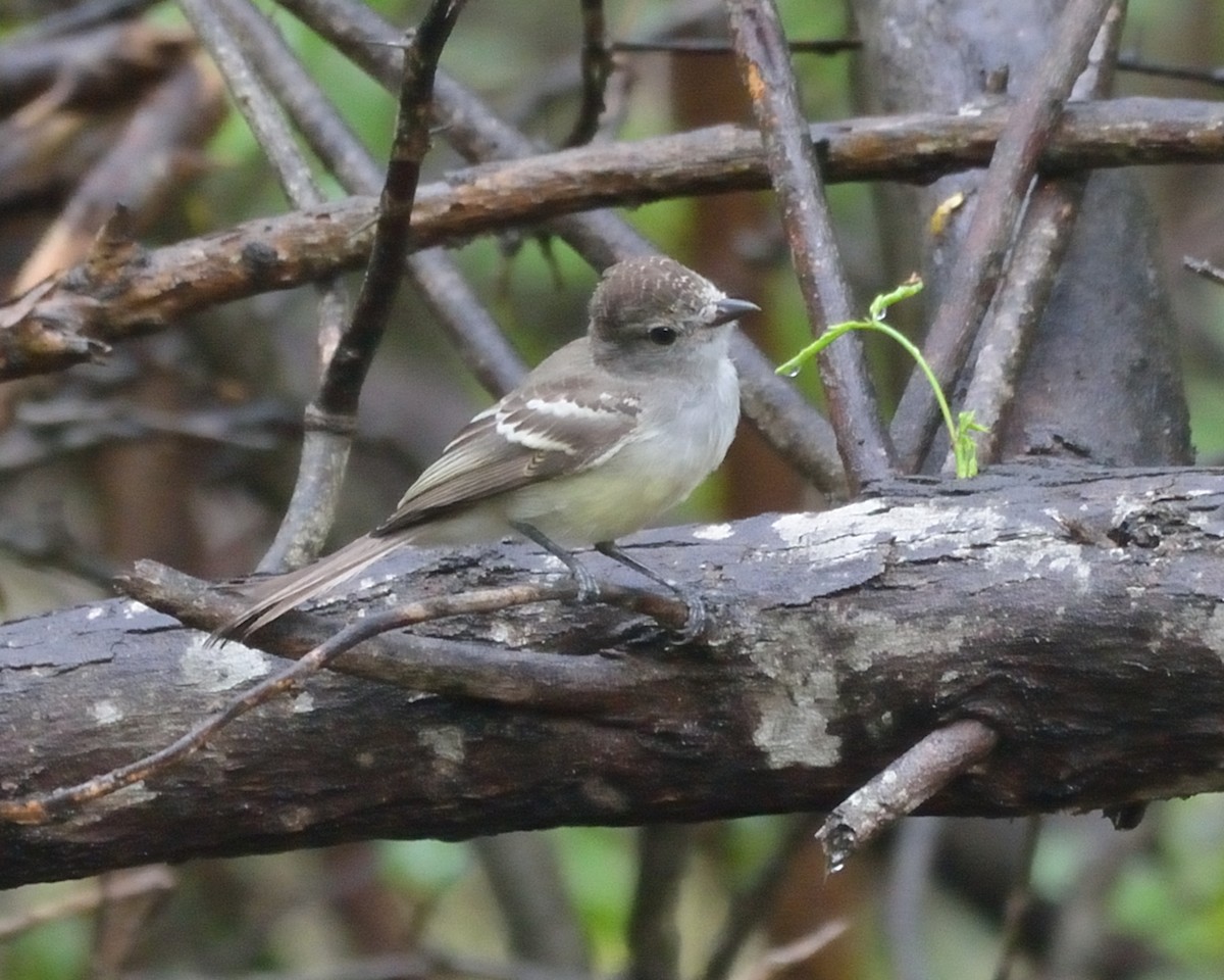 Northern Scrub-Flycatcher - ML73913401