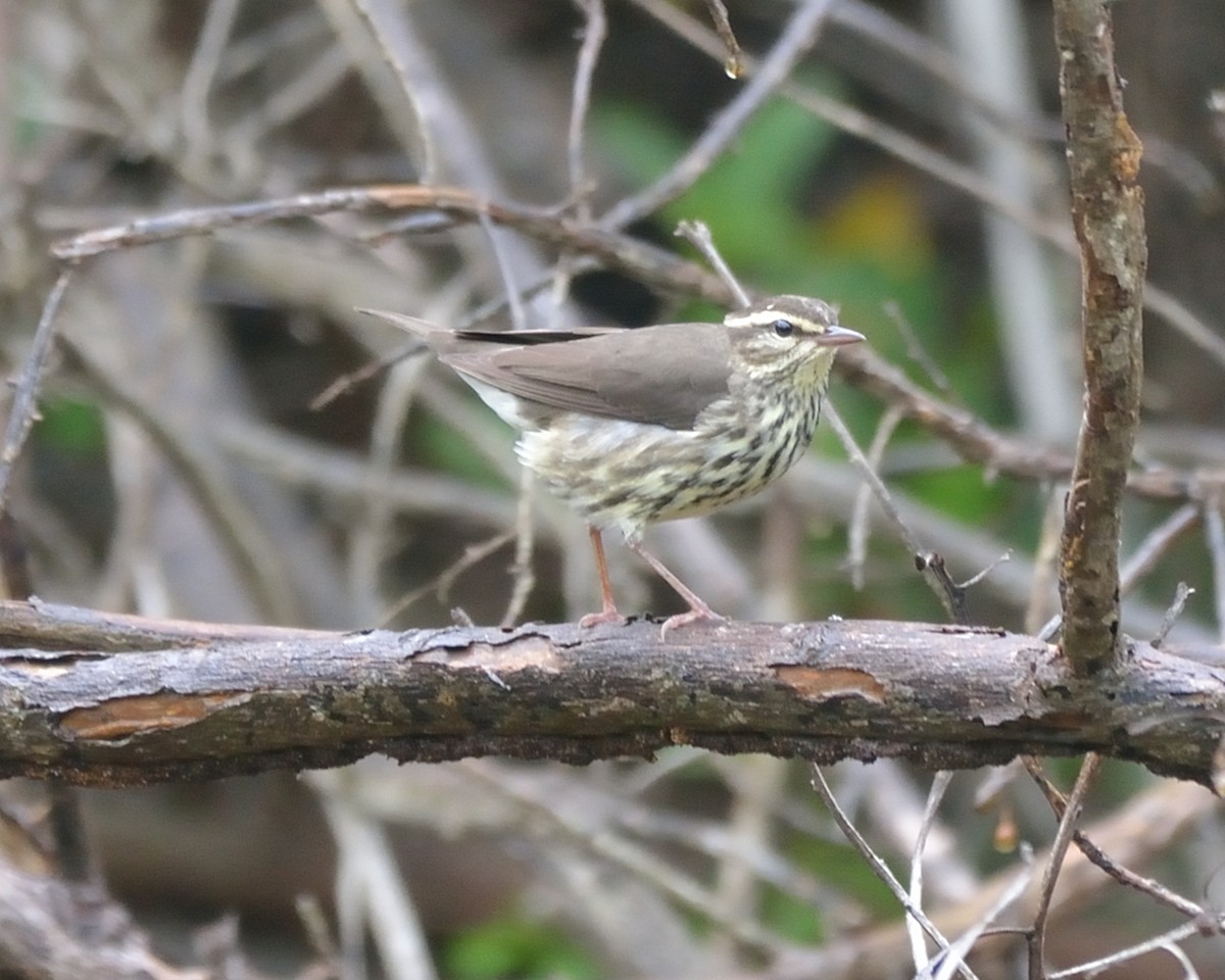 Northern Waterthrush - ML73913481