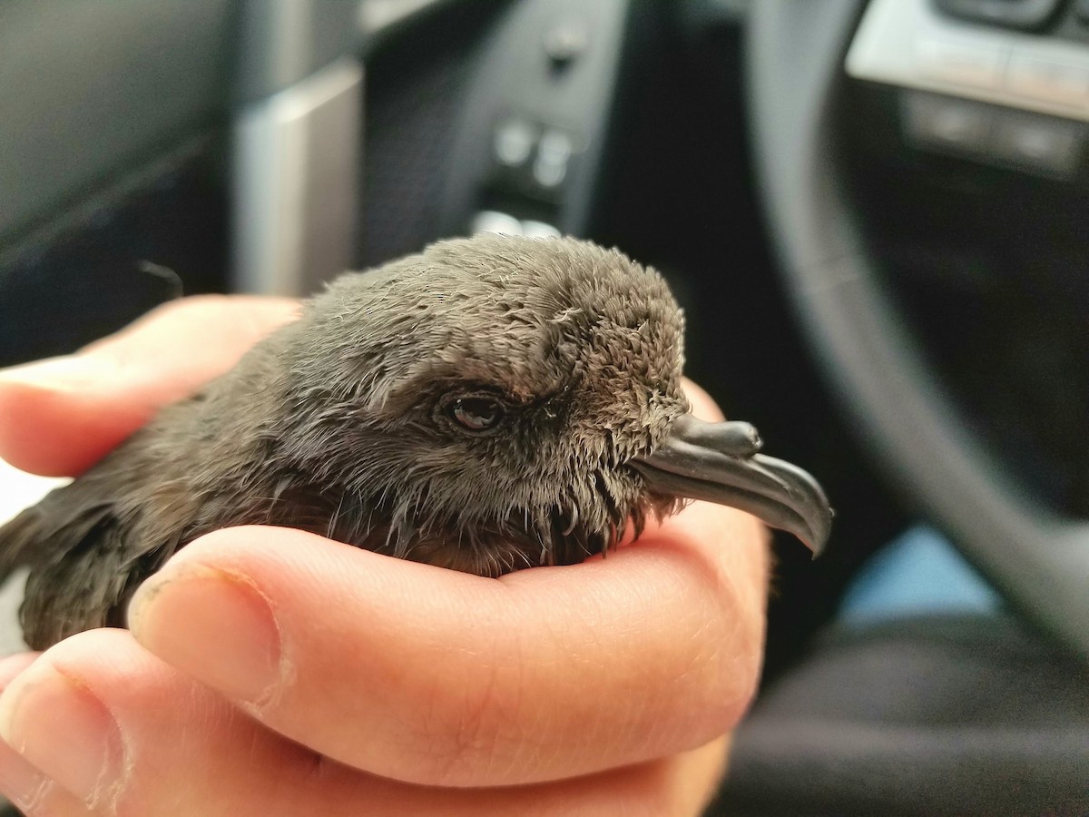 Leach's Storm-Petrel - ML73915571