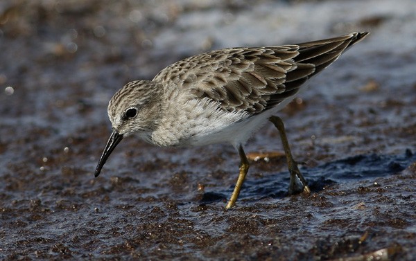 Least Sandpiper - ML73916351