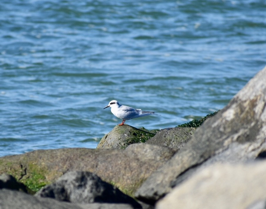 Forster's Tern - Steven Weiss