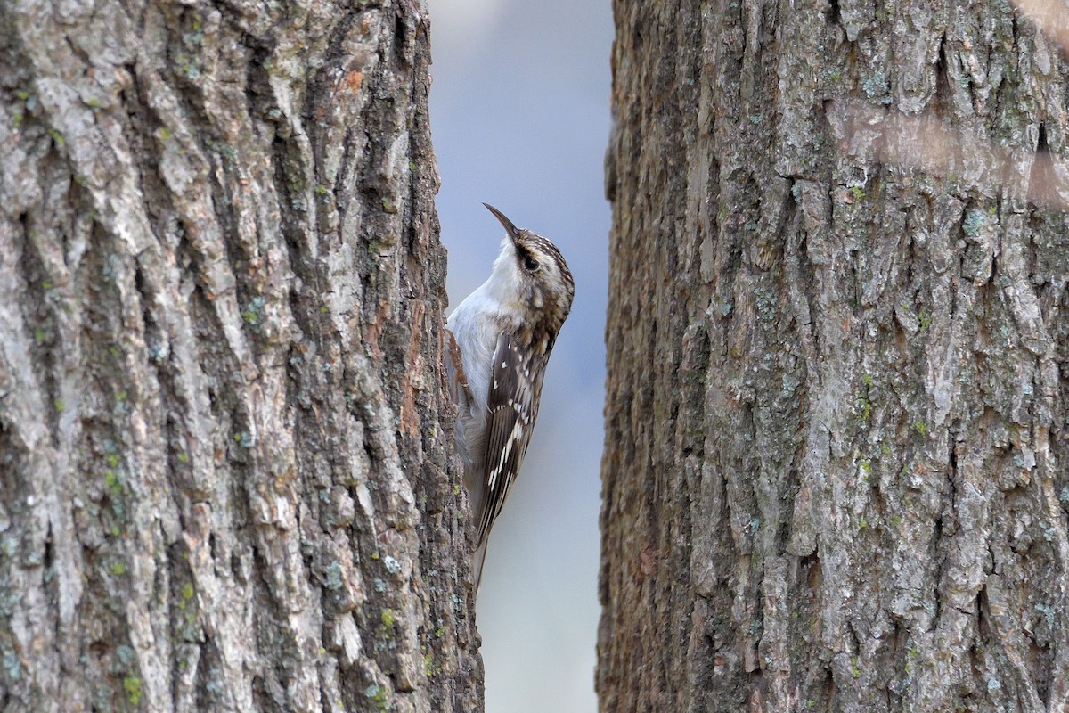 Brown Creeper - ML73920301