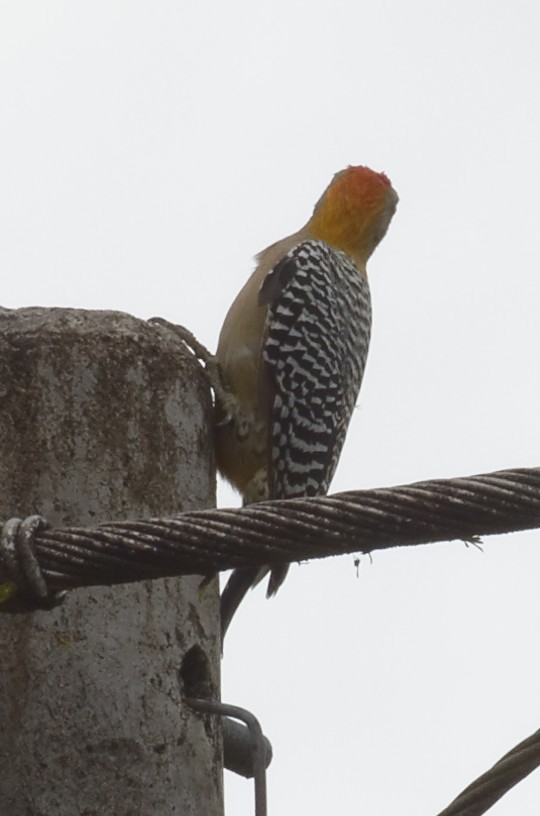 Hoffmann's Woodpecker - ML73921231