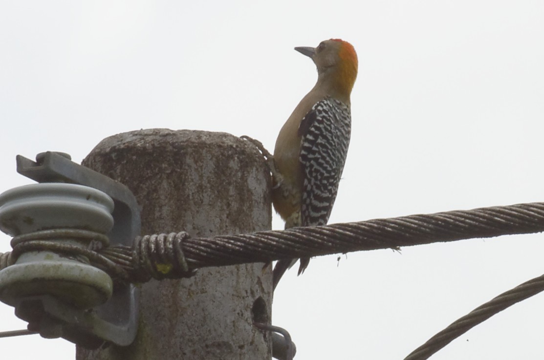 Hoffmann's Woodpecker - ML73921241